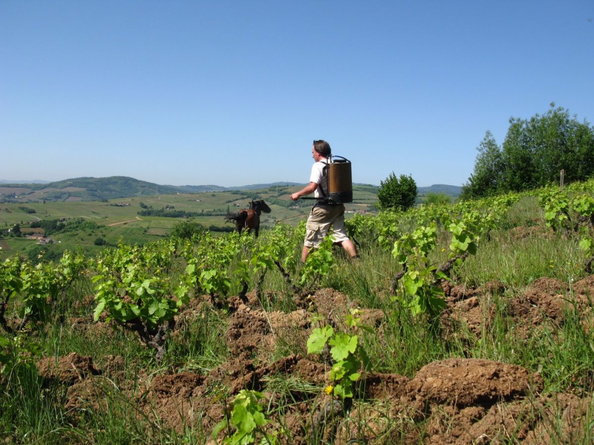 Parcelle vin - Beaujolais-Leynes « Bien-Venu In X-tremis - Dernier millésime 2012 » La Soufrandière