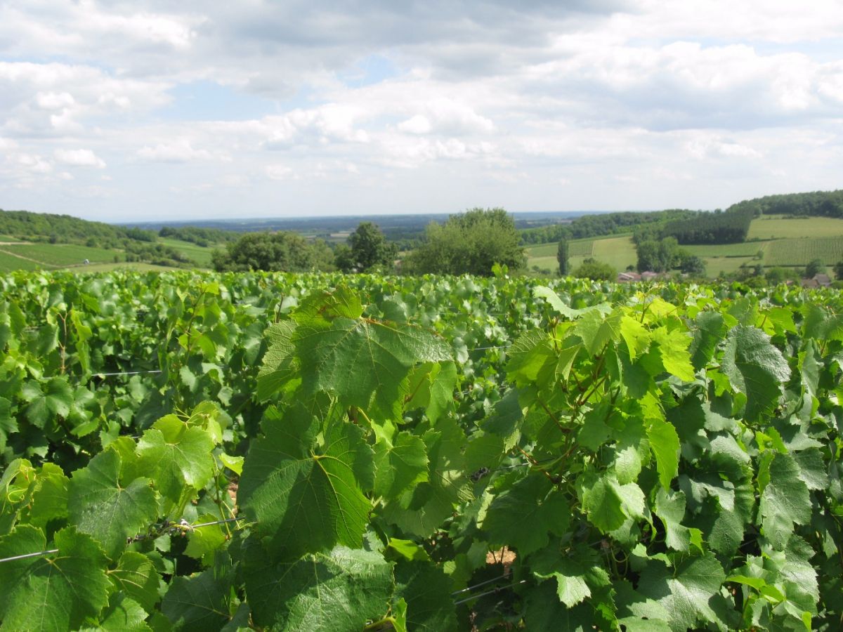 Vine plot - Mâcon-Chardonnay Bret Brothers