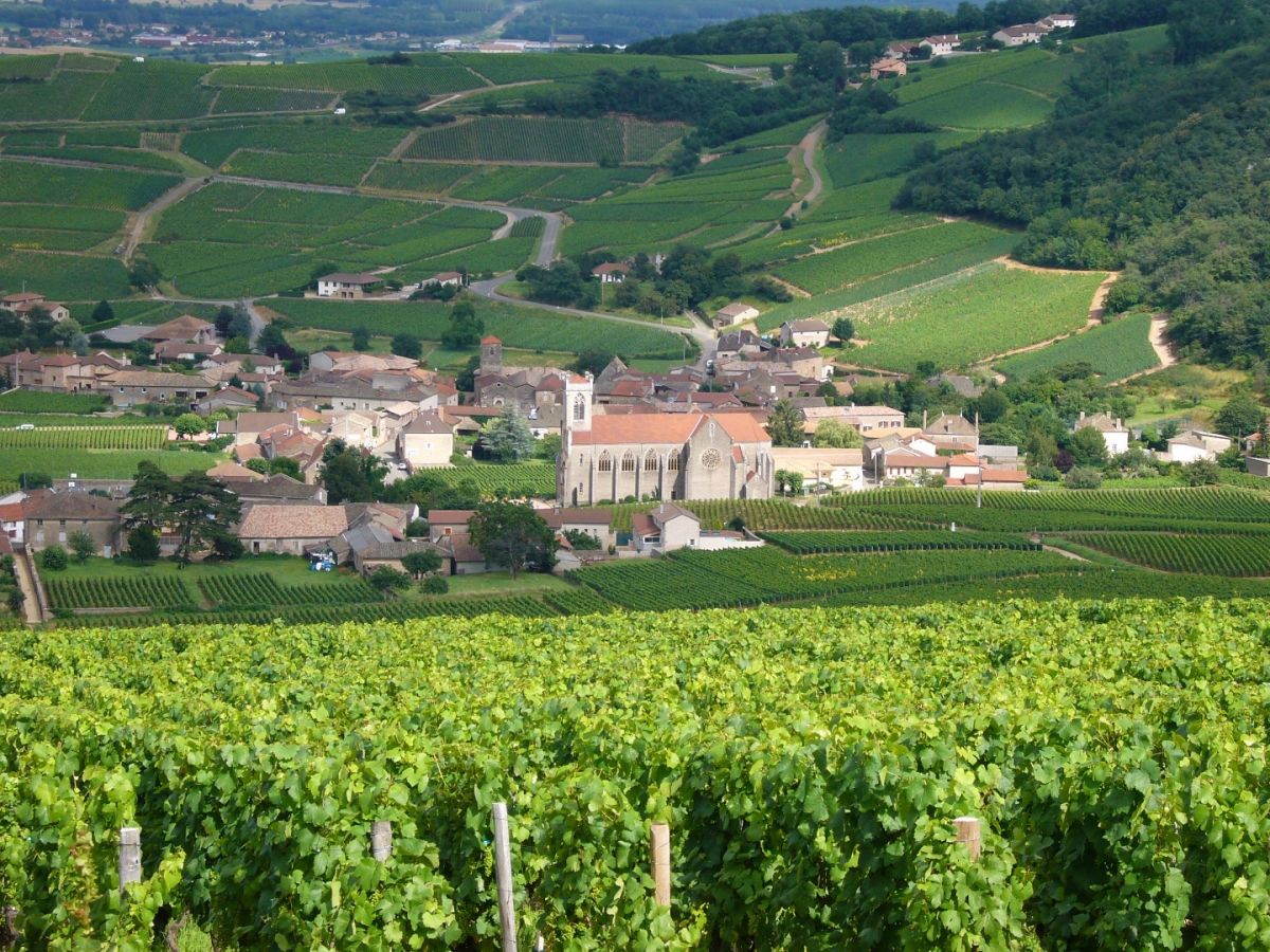 Vine plot - Pouilly-Fuissé Cuvée  « Terres de Fuissé » Bret Brothers