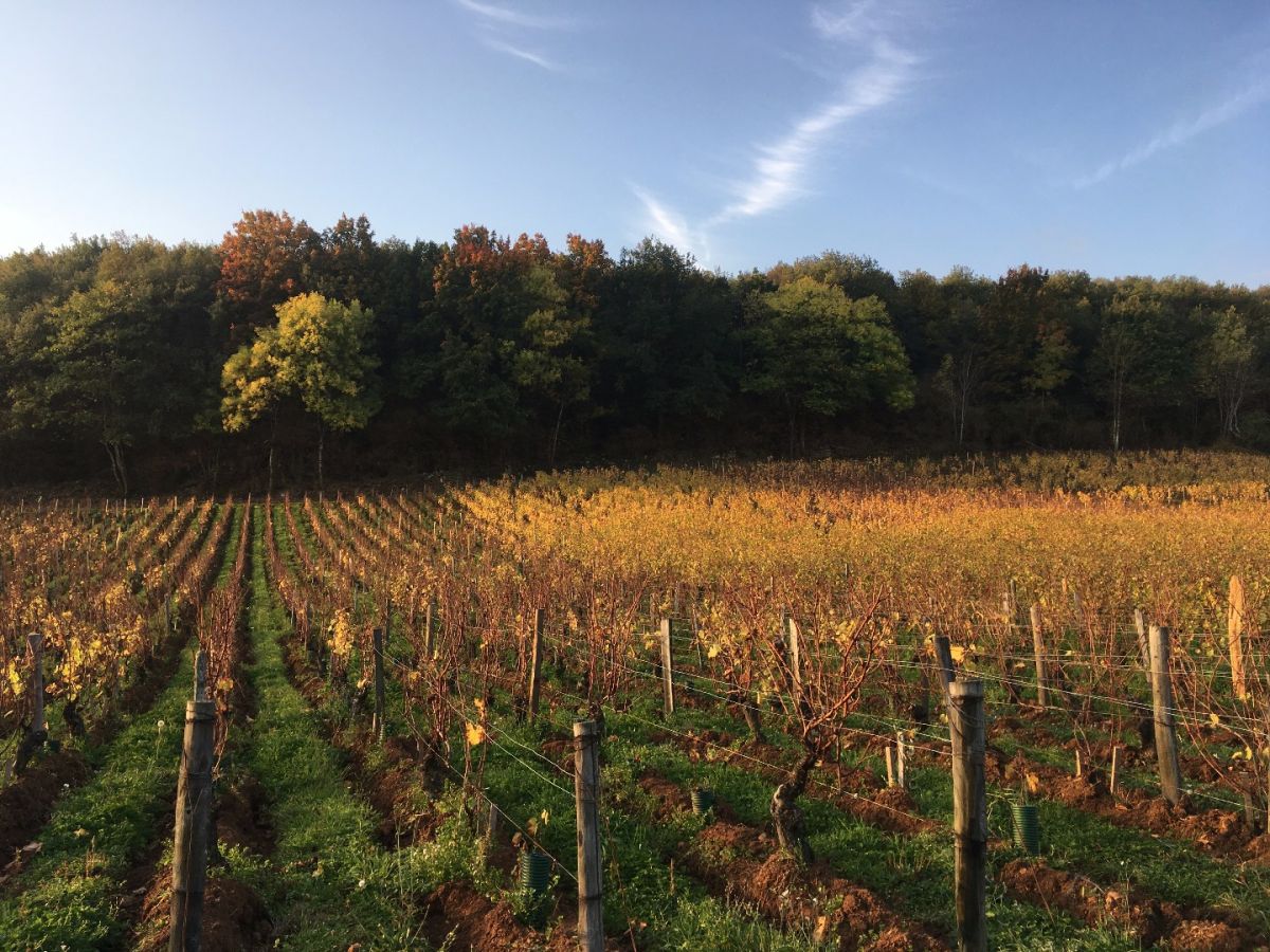 Vine plot - Pouilly-Fuissé Climate « En Chatenay » La Soufrandière