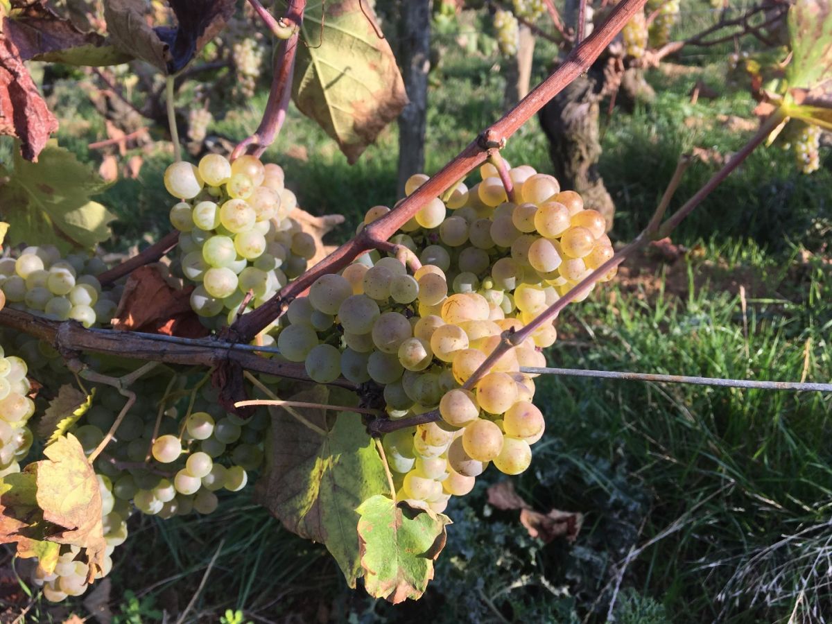 Parcelle vin - BOURGOGNE ALIGOTE Cuvée  « Aligato » La Soufrandière