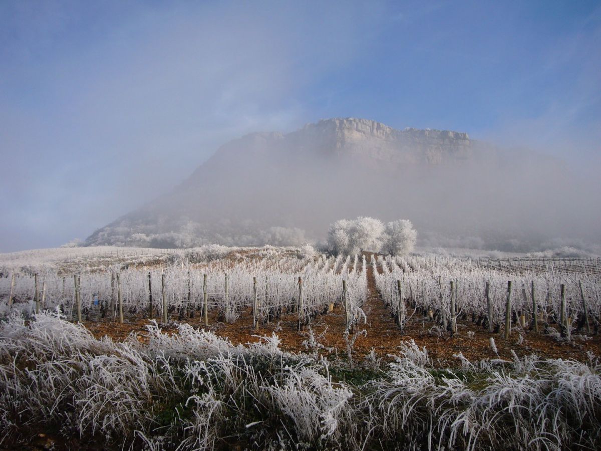 Vine plot - Pouilly-Fuissé Climate « La Roche » Bret Brothers