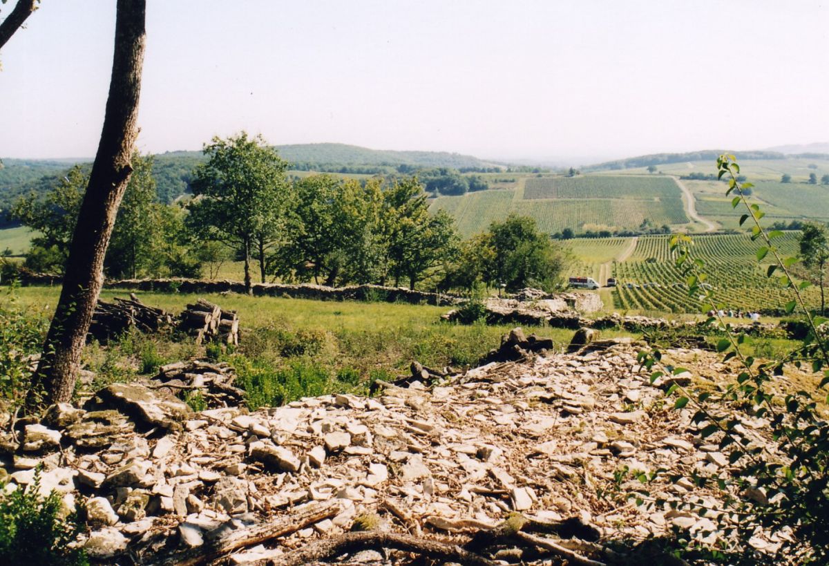 Vine plot - Mâcon-Cruzille Bret Brothers