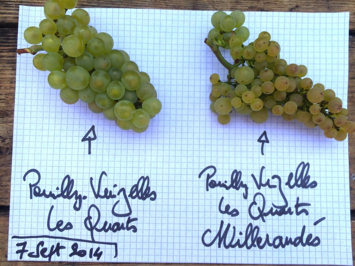 Parcelle vin - Pouilly-Vinzelles Climat « Les Quarts » Cuvée Millerandée La Soufrandière